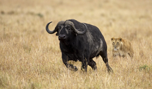 lion buffalo